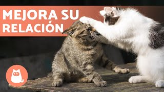 Mis gatos se BUFAN ¿Cómo EVITAR que se PELEEN 🐱🐱✅ [upl. by Hgielyk]