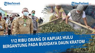 Gubernur Kalbar 112 Ribu Orang di Kapuas Hulu Hidupnya Bergantung Pada Budidaya Daun Kratom [upl. by Columba]