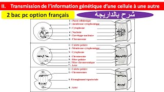 Transmission de linformation génétique dune cellule à une autre 2 bac pc biof شرح بالداريجة [upl. by Kirenoj281]