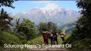 Spikenard Essential Oil doTERRA’s Responsible Sourcing of Spikenard Oil [upl. by Eilra]