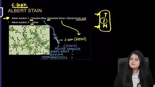 Microbiology RR  Part1  Dr Preeti Maam  FMGE NEETPG [upl. by Marler]