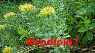 Rhodiola XS Energy  Focus [upl. by Ruscio]