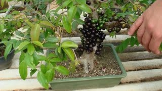 Jaboticaba  Myrciaria cauliflora [upl. by Jena360]