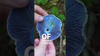 3 Unique Mushrooms you can Forage [upl. by Sorac]