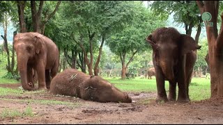 Afternoon Nap Time for KhamLa  ElephantNews [upl. by Ralleigh143]