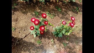 Amazing and Most Beautiful Callistephus chinensis Flowers [upl. by Sharla]