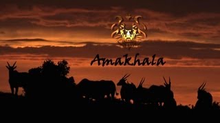 Amakhala Game Reserve Where Nature and Luxury Unite [upl. by Ejroj964]