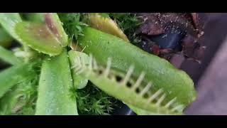 Venus fly 🪰 trap gets a fly 🪰 will it eat it a closeup look at Sundews [upl. by Jules]