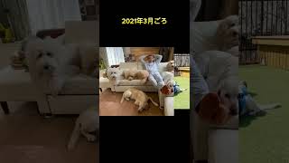 【大型犬多頭飼いの家に来ると…】愛犬犬のいる暮らし 大型犬 [upl. by Bautram]