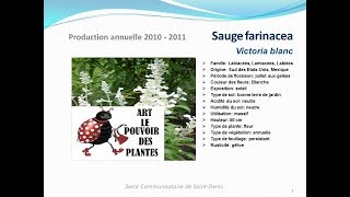 Sauge farinacea victoria blanc plante annuelle [upl. by Anitsirhc]