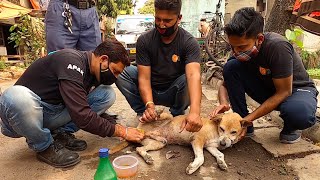 Dog With Bite Injury on Testicle  Successful Treatment [upl. by Notyalk]