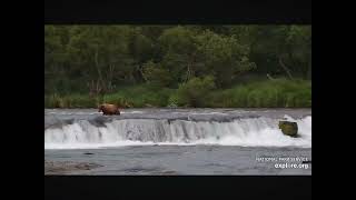 913 Arrives at Brooks Falls Lynx in the Woods Behind Him 06302024 exploreorg [upl. by Ellehciram]