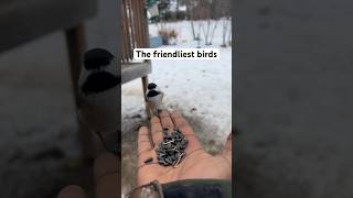 The most friendliest bird on earth the chickadee shorts chickadee [upl. by Ahsaetan40]