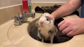 Guinea Pig Wheeks Loudly During Bath [upl. by Doloritas]