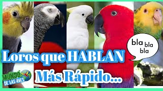 LOROS QUE HABLAN  5 Especies de Loros Que Aprenden hablar mas Rápido ESCUCHALOS [upl. by Nabetse]