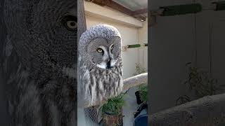 Great Grey Owl shorts [upl. by Romain]