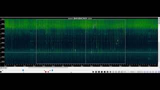 Pipistrellus pipistrellus maternity roost 2022c social calls C [upl. by Bobbye]