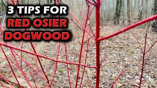 Red Osier Dogwood For Deer  3 Things Ive Learned [upl. by Atsira11]