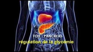 vidéo N°3 TST2S Le foie et le pancréas dans la régulation de la glycémie 30 septembre 2020 [upl. by Vinson817]