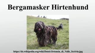 Bergamasker Hirtenhund [upl. by Tsirhc]