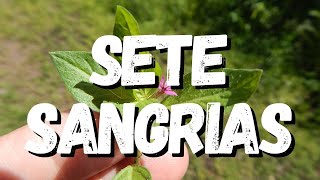 Sete Sangrias Um Guia Completo Desta Planta [upl. by Innavoj]