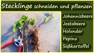 Pflanzen vermehren mit Stecklingen │Stecklinge schneiden Johannisbeere Jostabeere Holunder Pepino [upl. by Luthanen]