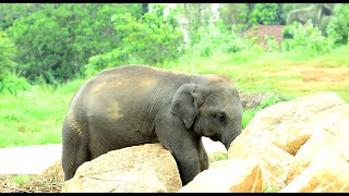 The baby elephant stuck between two stones [upl. by Efthim]