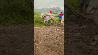 Palledoddi shiva khillari bullsfolk villagebullsytshortsfarmer shortsfeedsongdance raithu [upl. by Phares564]