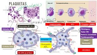Plaquetas y coagulación en medicina veterinaria [upl. by Edward]