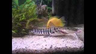 Pseudoplatystoma fasciatum samas tiger catfish [upl. by Eceinhoj3]