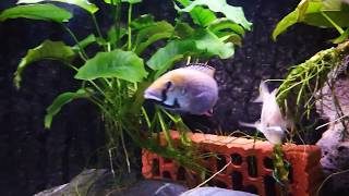 Astatotilapia calliptera Thumbi East [upl. by Manara]