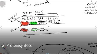 2 Proteinsyntese  Naturfag vg1 [upl. by Elleraj]