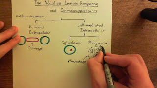 The Adaptive Immune Response and Immunosuppressants Part 1 [upl. by Drofnelg204]