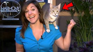 Best Cats News Bloopers [upl. by Oemor]