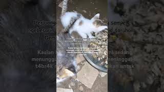 Bayi kucing yg ditinggal mat Induk nya 😭 youtubeshorts [upl. by Yrruc]