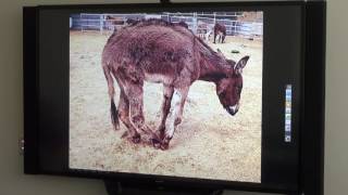 Cornell Lecture Why Do Donkeys Need To Be Rescued [upl. by Nisaj685]