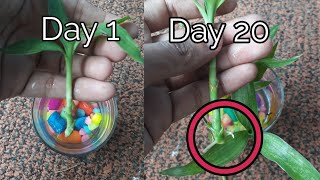 How to grow lucky bamboo by cutting  with update [upl. by Wall]