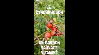 Le cynorrhodon bonbon sauvage vitaminé [upl. by Tabor]