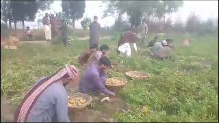 masha Allah potatoes harvesting on 70th day [upl. by Eanar675]