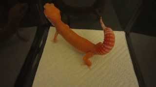 Leopard Gecko Tail Waving Behavior  Defensive Posture [upl. by Marianne]