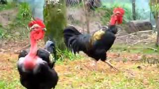 Gallo gritando Rooster screaming [upl. by Rehtnug]