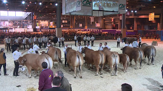 Concours de la race Parthenaise 22 [upl. by Osswald]