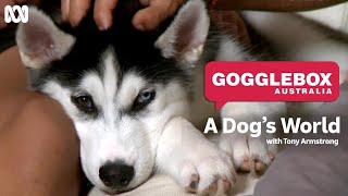 Gogglebox Australia goes woof  A Dogs World with Tony Armstrong [upl. by Melli191]