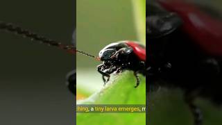 The Critical Beetle Larval Phases shorts beetles insects [upl. by Yerdua]