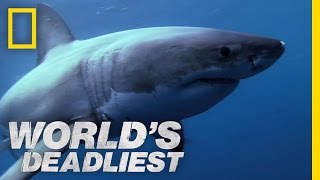 Shark Superpowers  Worlds Deadliest [upl. by Enelie]