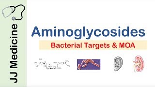 Aminoglycosides  Bacterial Targets Mechanism of Action Side Effects [upl. by Ansev]