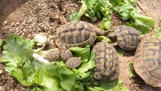 Voy a dar de comer a mis tortugas de tierra y me encuentro estas tortugas bebés por el terrario👶🐢 [upl. by Thenna]