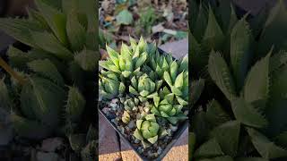 Haworthia seedlings 1 Year 5 Months Update haworthia succulents [upl. by Orrocos]