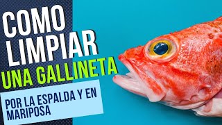 cómo limpiar una cabra pollo o gallineta de forma precisa y además aprende muchísimas curiosidades [upl. by Nylrad590]