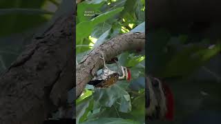 Lesser Flameback woodpecker  birds shorts [upl. by Anitserp]